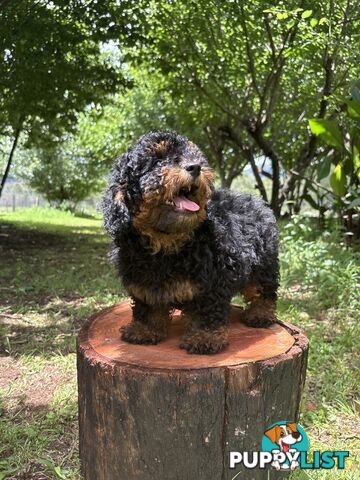 Toy Shoodle - The intelligent 'oodle - Under 30cm