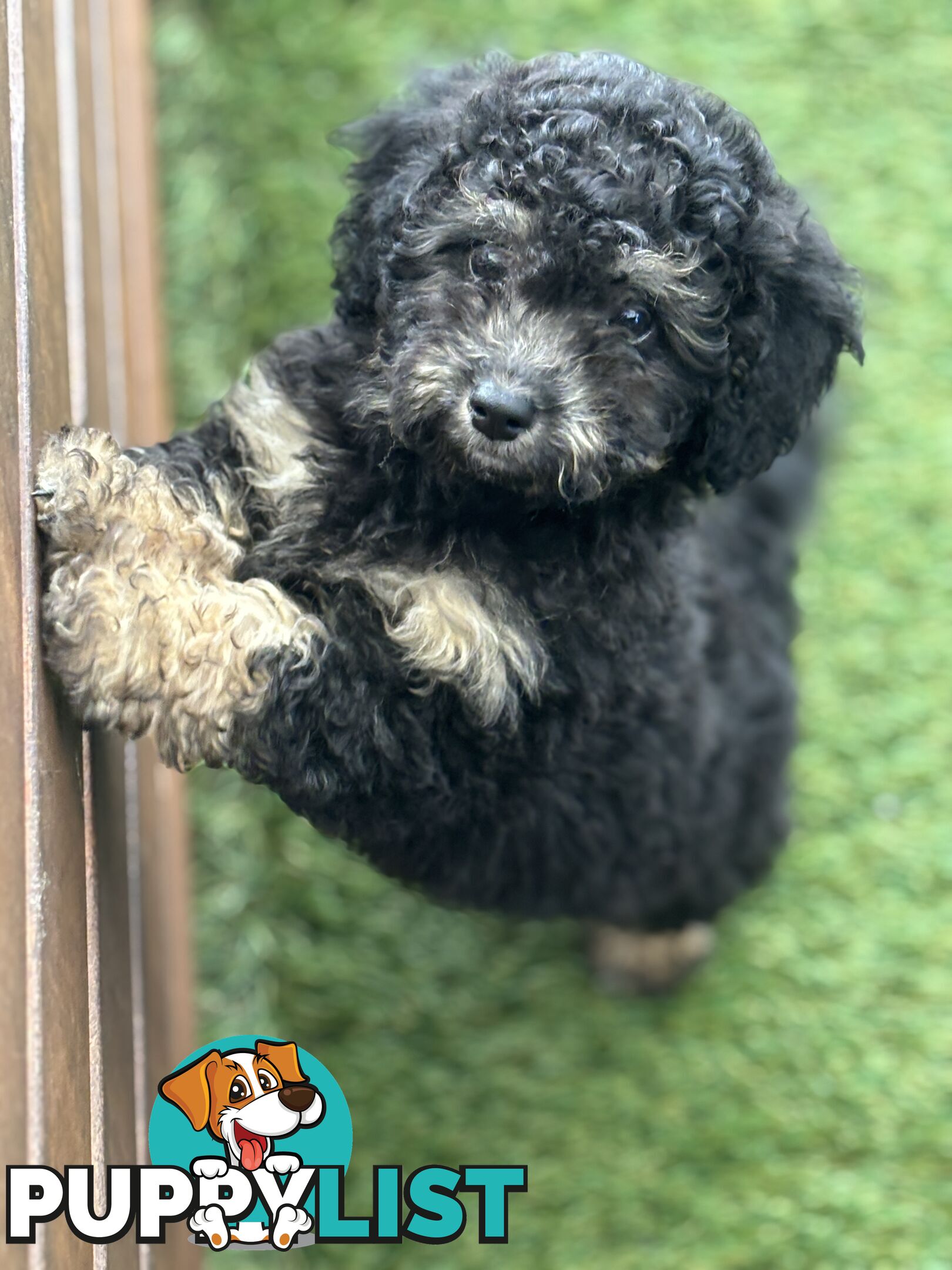 ONE TINY Toy sized F2B Bichoodle Puppy - Female - Gorgeous Girl