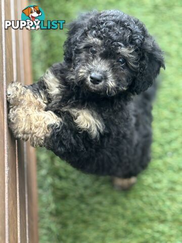 ONE TINY Toy sized F2B Bichoodle Puppy - Female - Gorgeous Girl