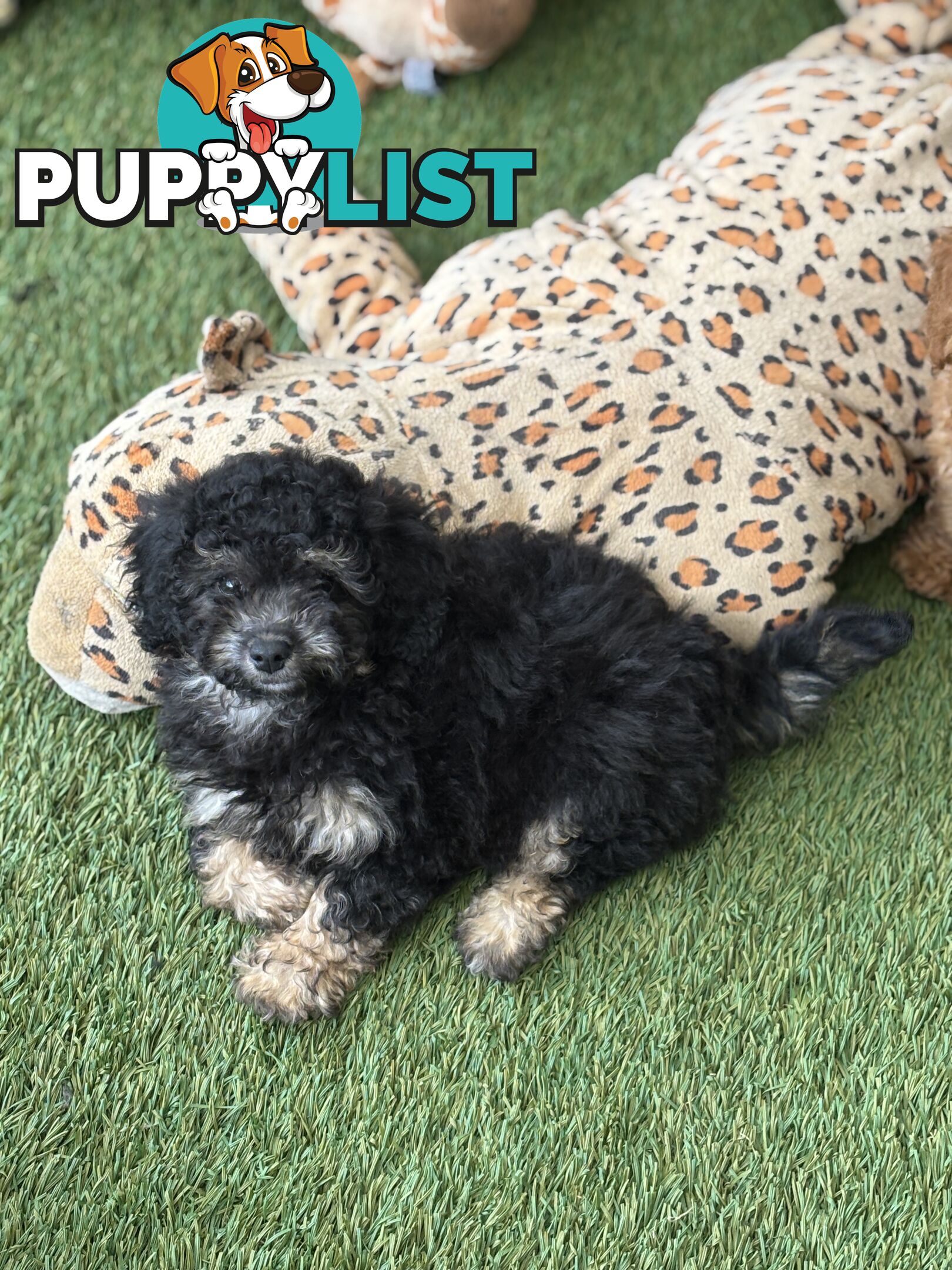 ONE TINY Toy sized F2B Bichoodle Puppy - Female - Gorgeous Girl