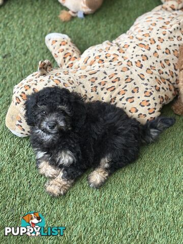 ONE TINY Toy sized F2B Bichoodle Puppy - Female - Gorgeous Girl