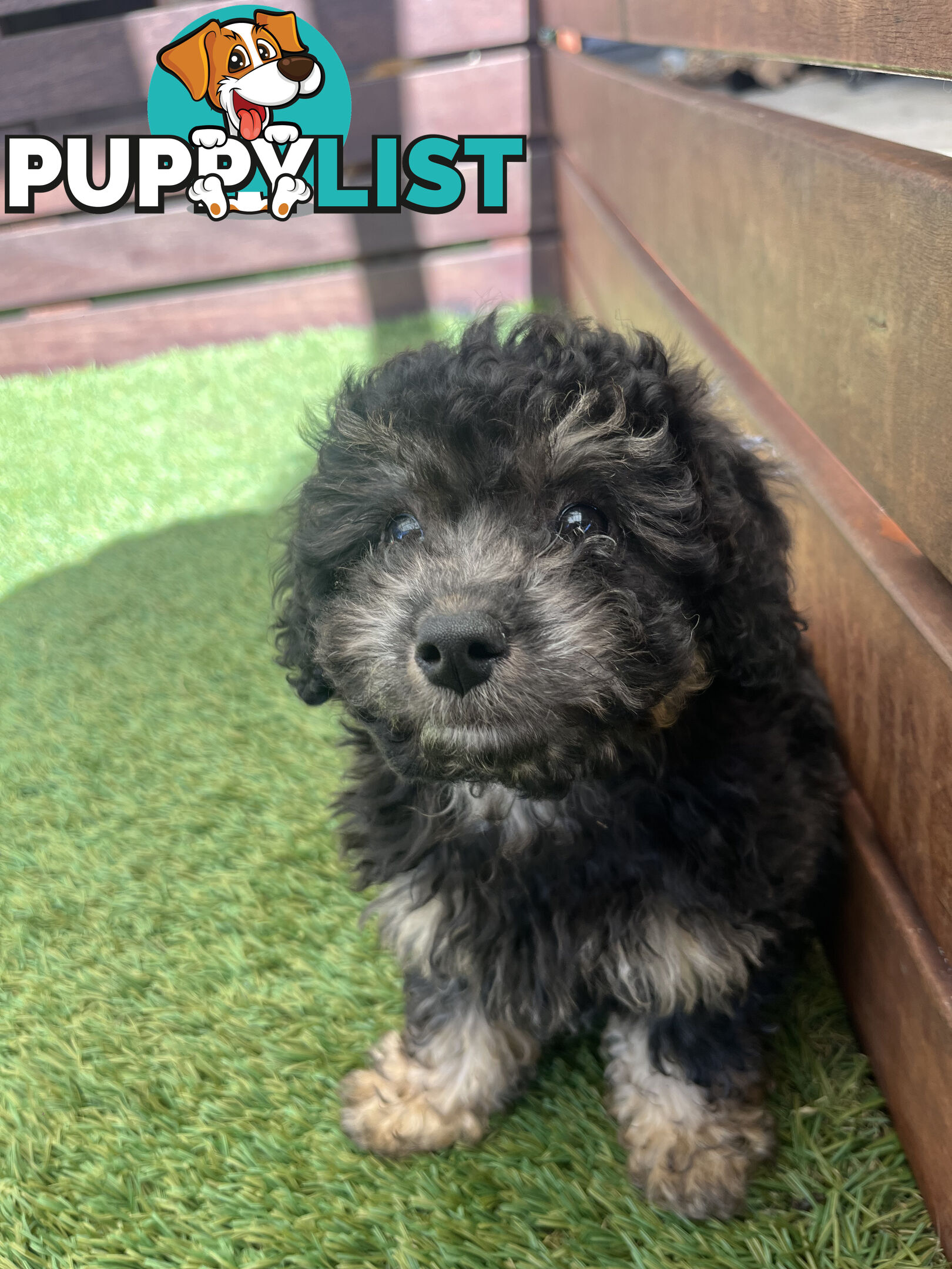 ONE TINY Toy sized F2B Bichoodle Puppy - Female - Gorgeous Girl