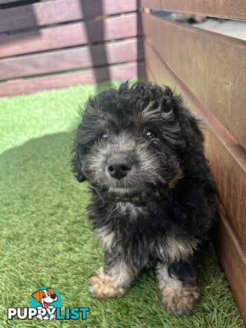 ONE TINY Toy sized F2B Bichoodle Puppy - Female - Gorgeous Girl