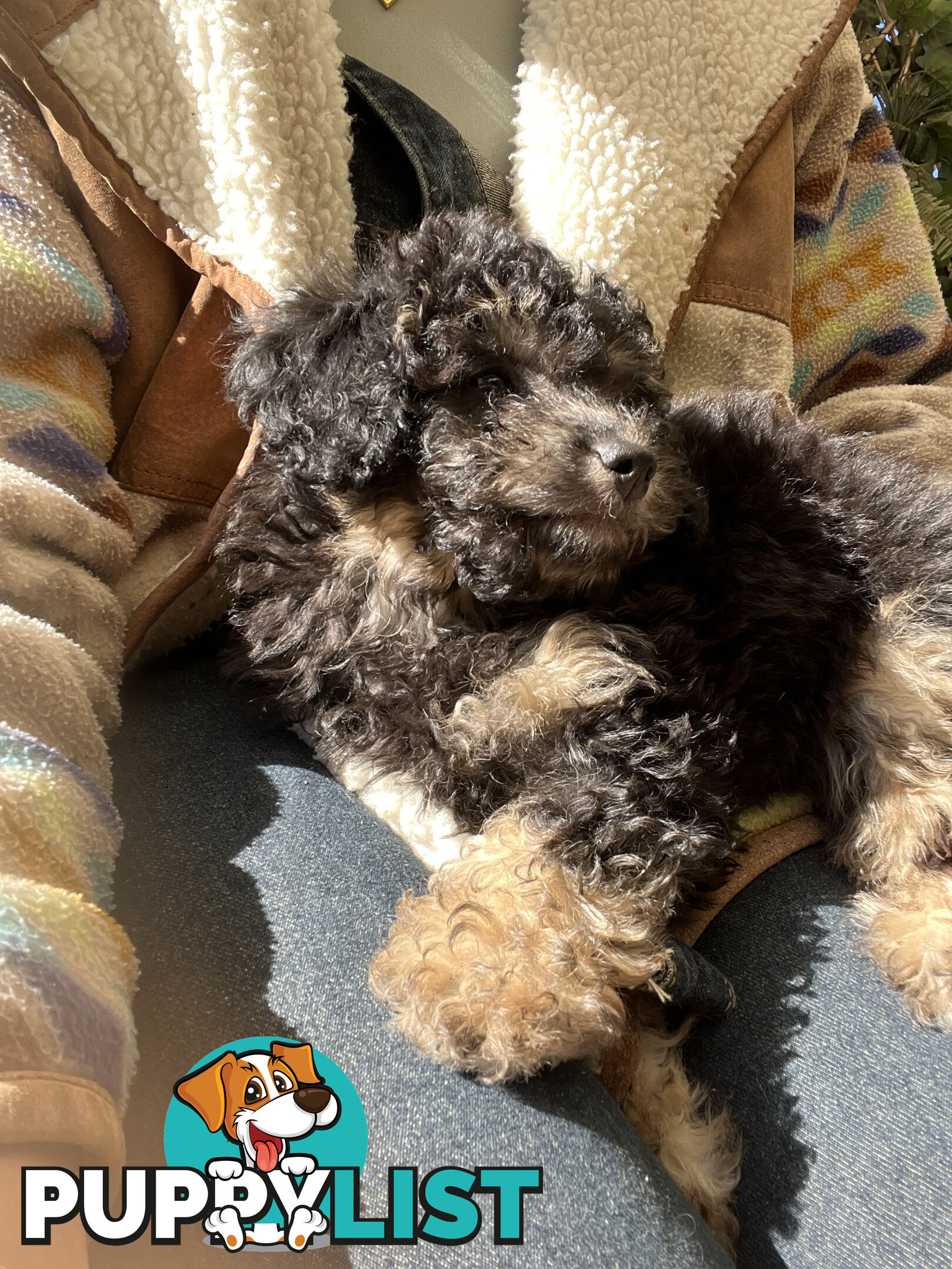 ONE TINY Toy sized F2B Bichoodle Puppy - Female - Gorgeous Girl