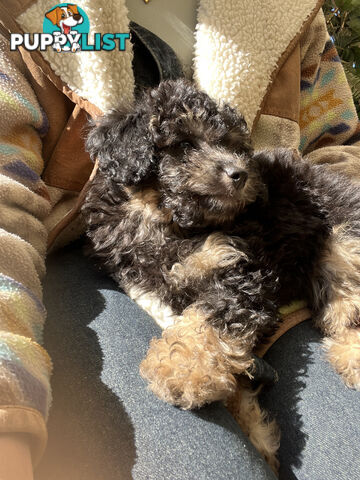 ONE TINY Toy sized F2B Bichoodle Puppy - Female - Gorgeous Girl