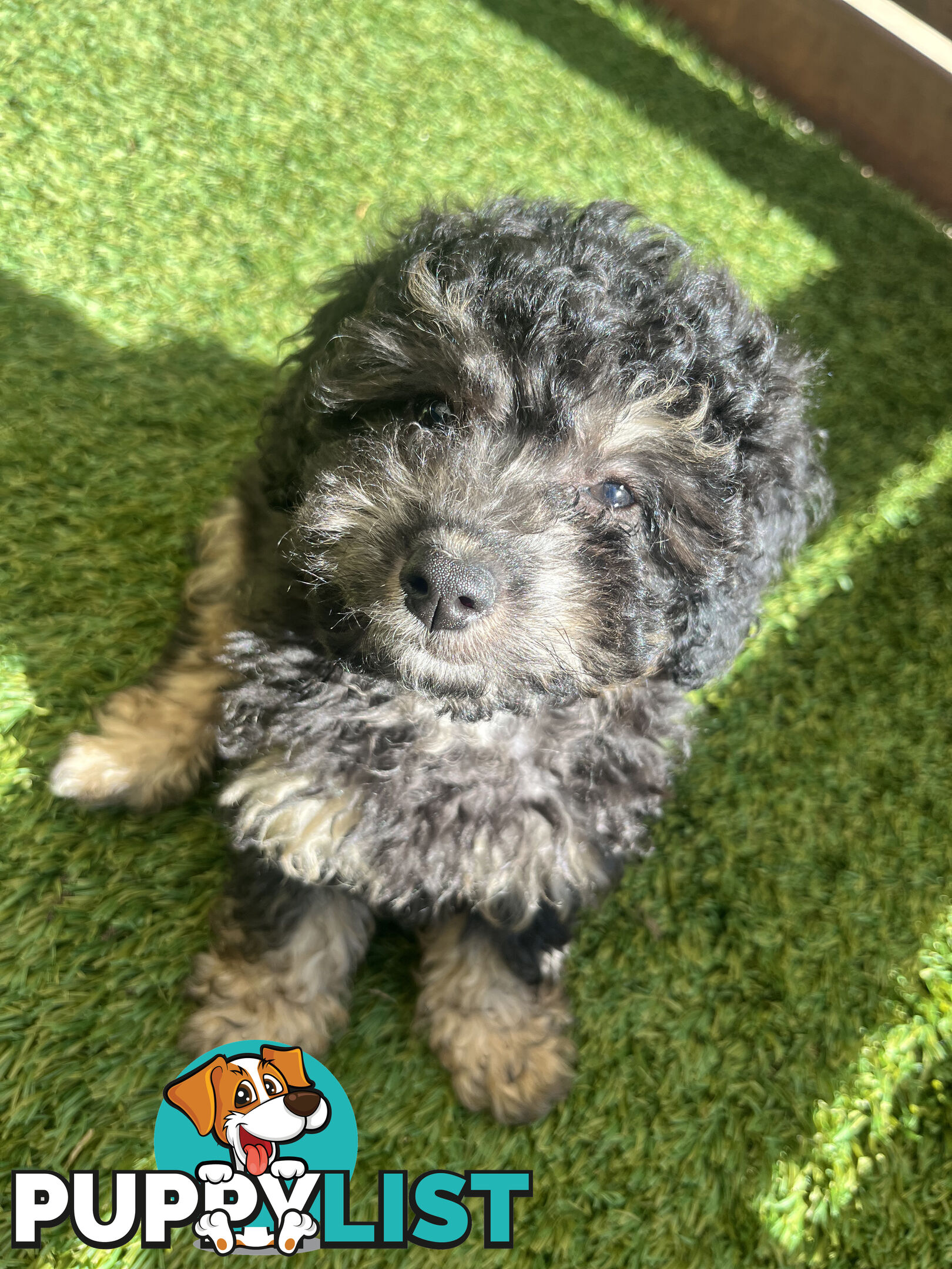 ONE TINY Toy sized F2B Bichoodle Puppy - Female - Gorgeous Girl