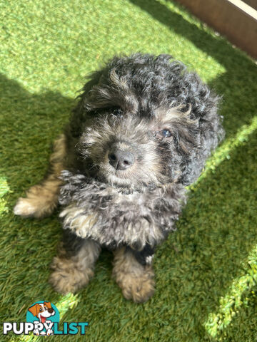 ONE TINY Toy sized F2B Bichoodle Puppy - Female - Gorgeous Girl