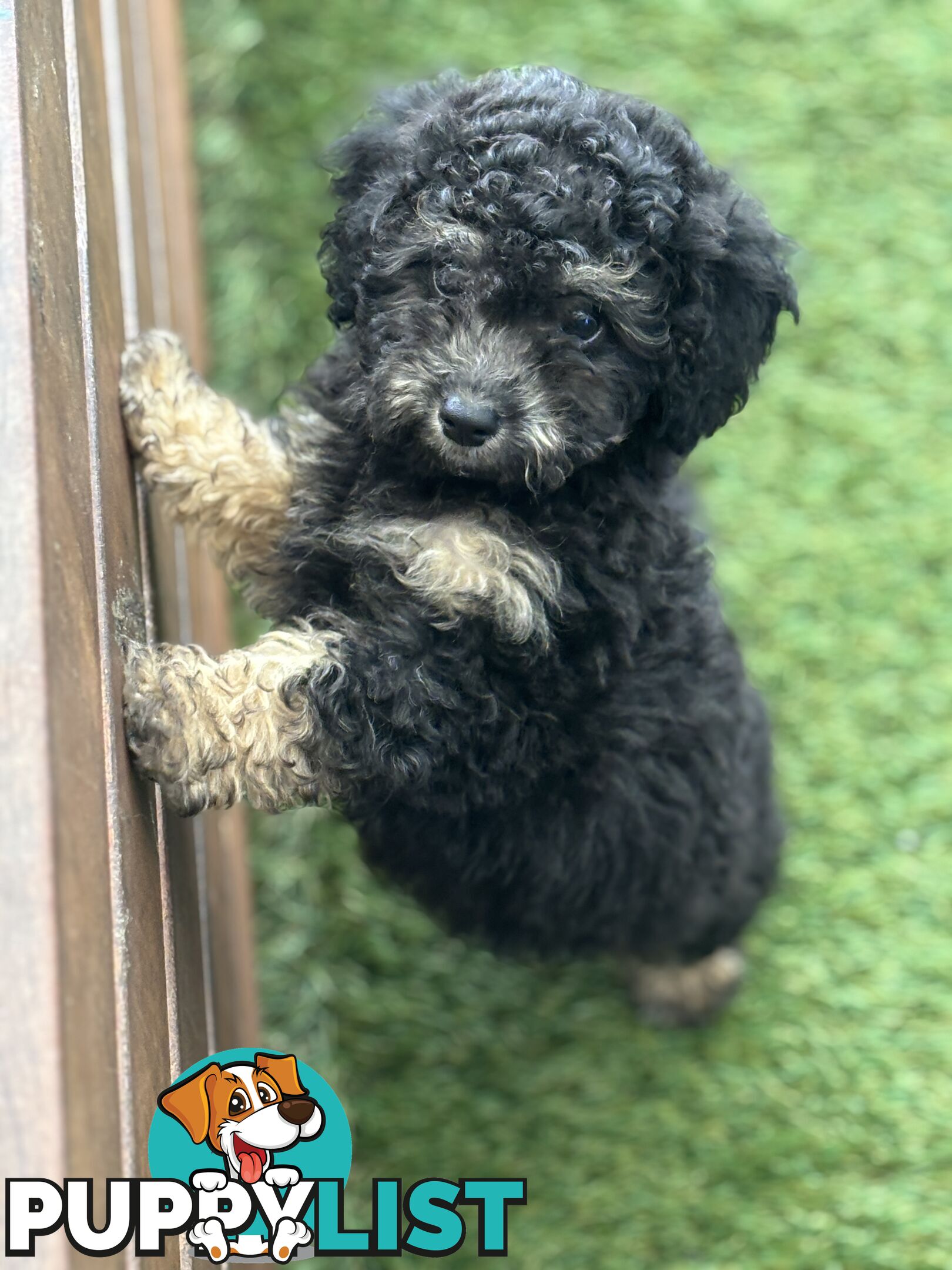 ONE TINY Toy sized F2B Bichoodle Puppy - Female - Gorgeous Girl