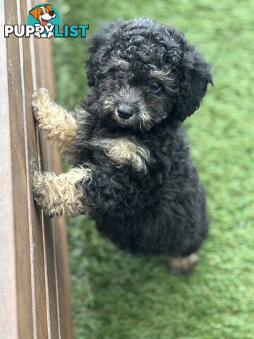 ONE TINY Toy sized F2B Bichoodle Puppy - Female - Gorgeous Girl
