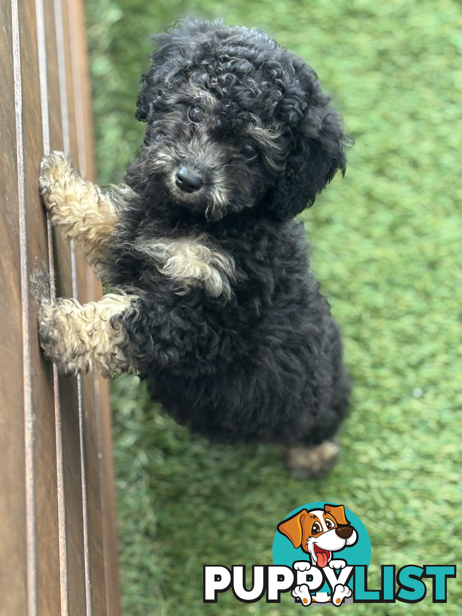 ONE TINY Toy sized F2B Bichoodle Puppy - Female - Gorgeous Girl