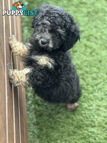 ONE TINY Toy sized F2B Bichoodle Puppy - Female - Gorgeous Girl