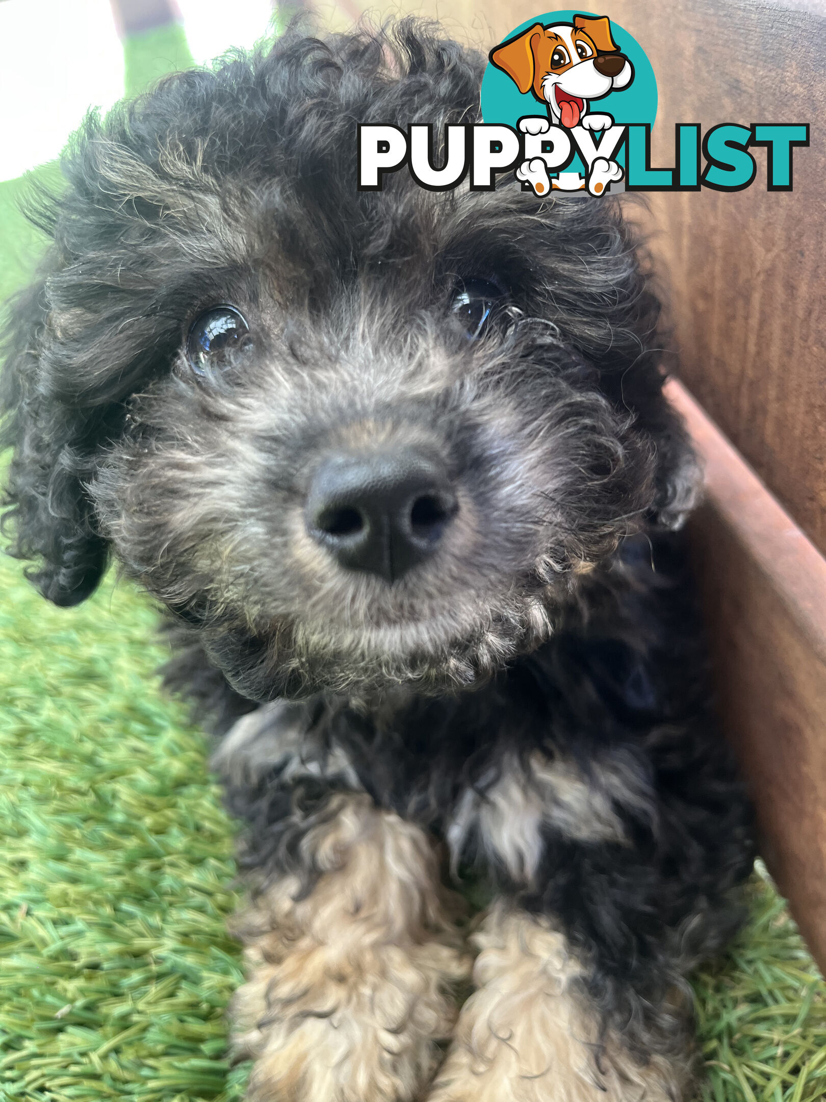 ONE TINY Toy sized F2B Bichoodle Puppy - Female - Gorgeous Girl