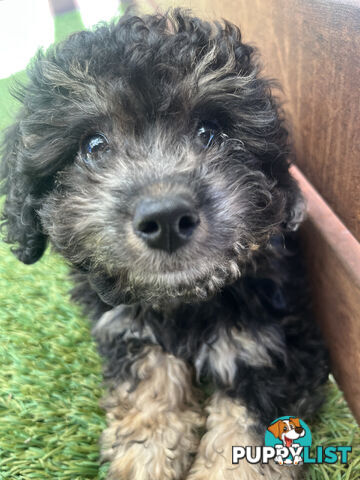 ONE TINY Toy sized F2B Bichoodle Puppy - Female - Gorgeous Girl