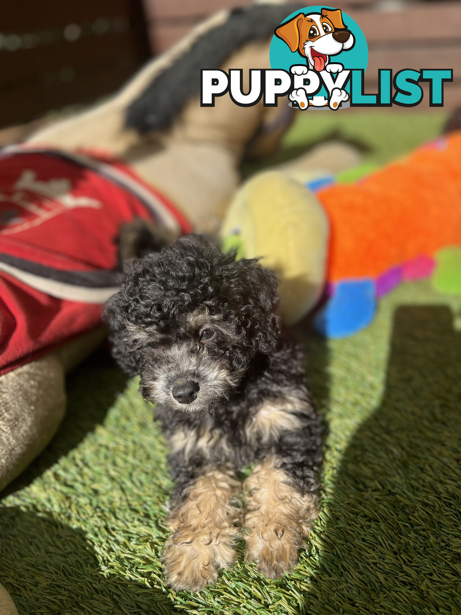 ONE TINY Toy sized F2B Bichoodle Puppy - Female - Gorgeous Girl