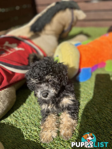 ONE TINY Toy sized F2B Bichoodle Puppy - Female - Gorgeous Girl
