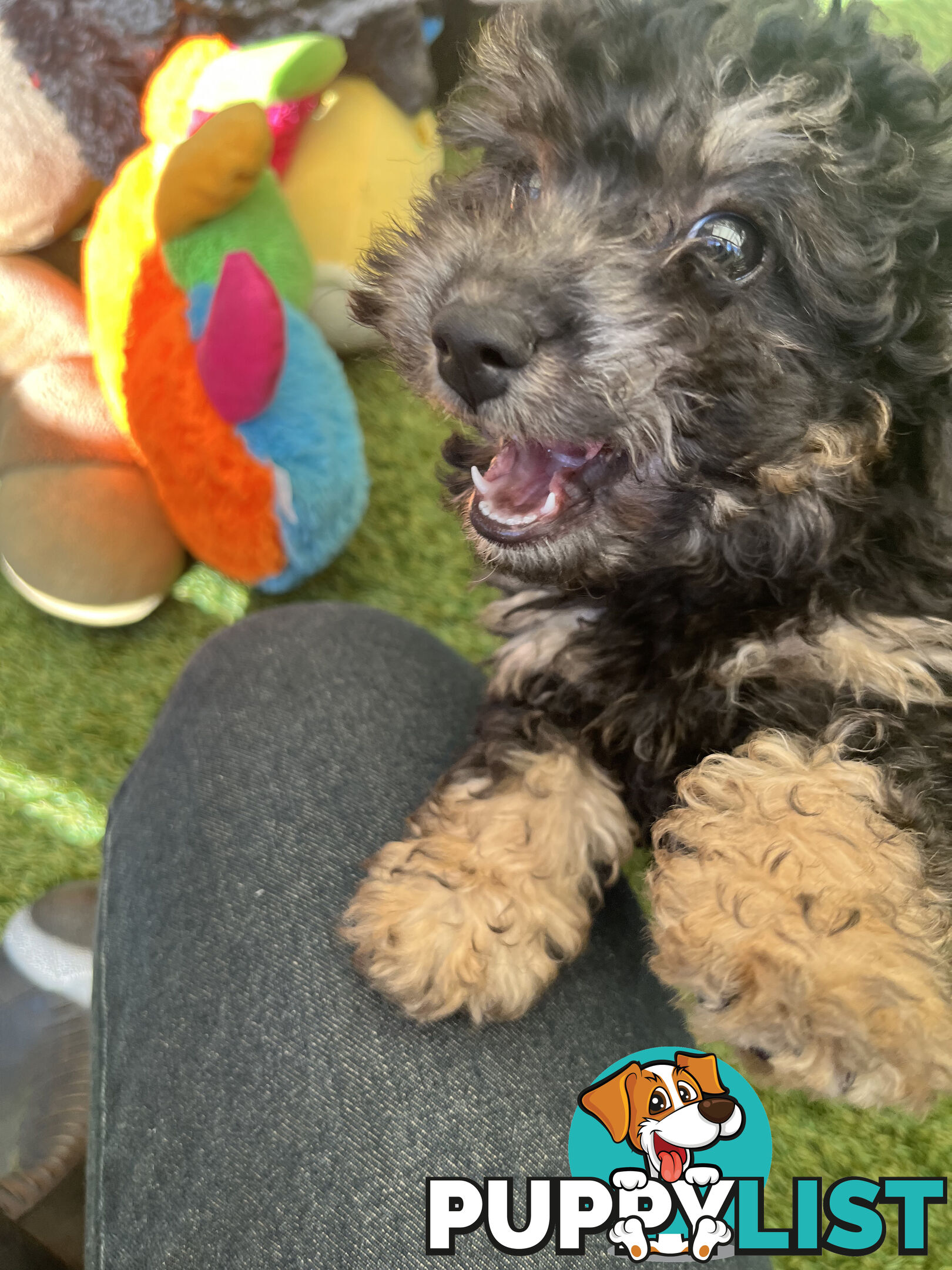ONE TINY Toy sized F2B Bichoodle Puppy - Female - Gorgeous Girl
