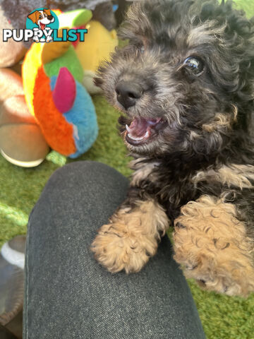 ONE TINY Toy sized F2B Bichoodle Puppy - Female - Gorgeous Girl