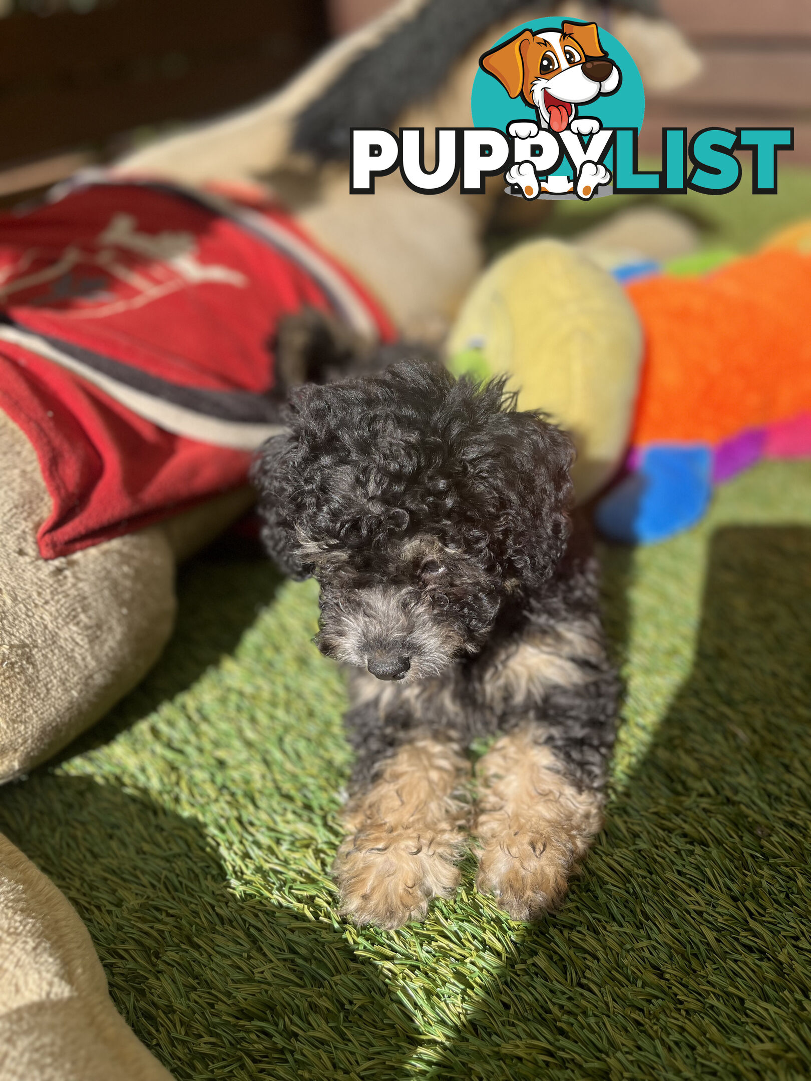 ONE TINY Toy sized F2B Bichoodle Puppy - Female - Gorgeous Girl