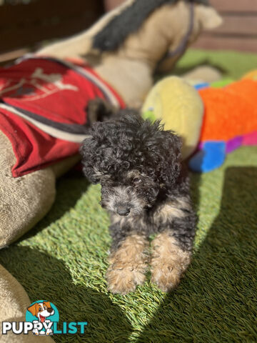 ONE TINY Toy sized F2B Bichoodle Puppy - Female - Gorgeous Girl