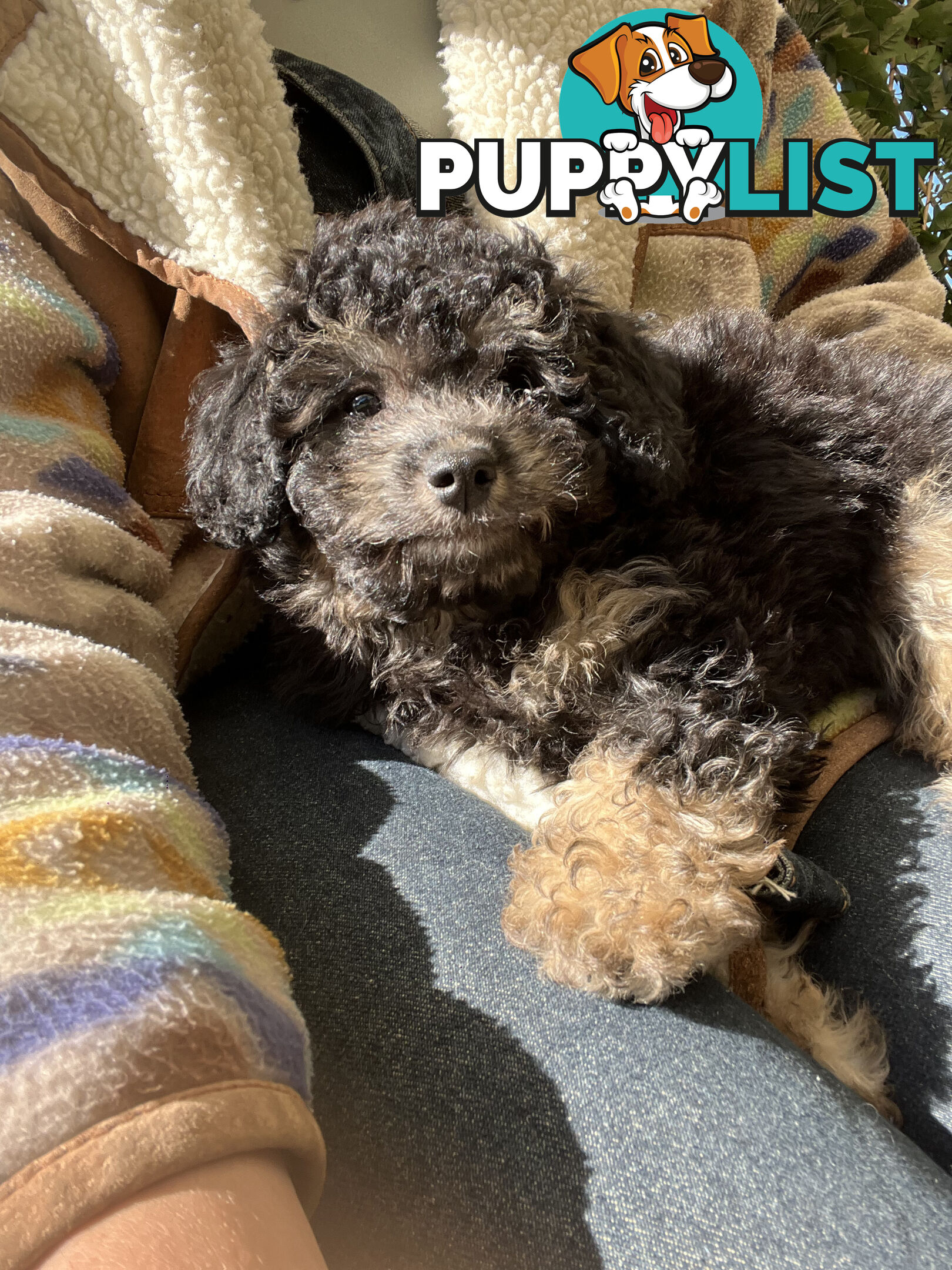 ONE TINY Toy sized F2B Bichoodle Puppy - Female - Gorgeous Girl