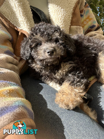 ONE TINY Toy sized F2B Bichoodle Puppy - Female - Gorgeous Girl