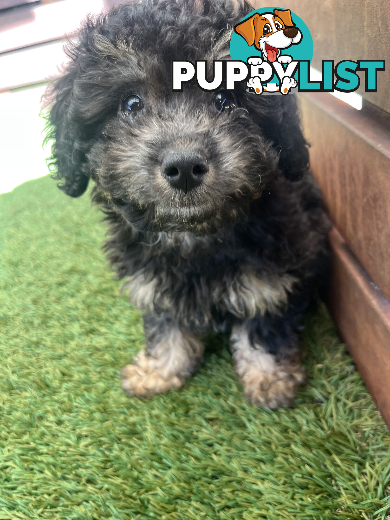 ONE TINY Toy sized F2B Bichoodle Puppy - Female - Gorgeous Girl
