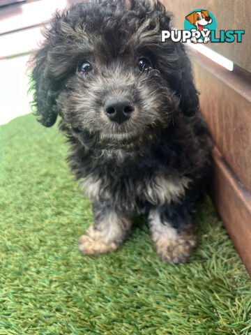 ONE TINY Toy sized F2B Bichoodle Puppy - Female - Gorgeous Girl