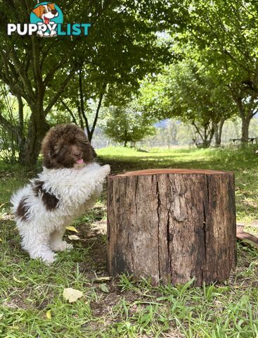 Toy Shoodle Puppies ready now!