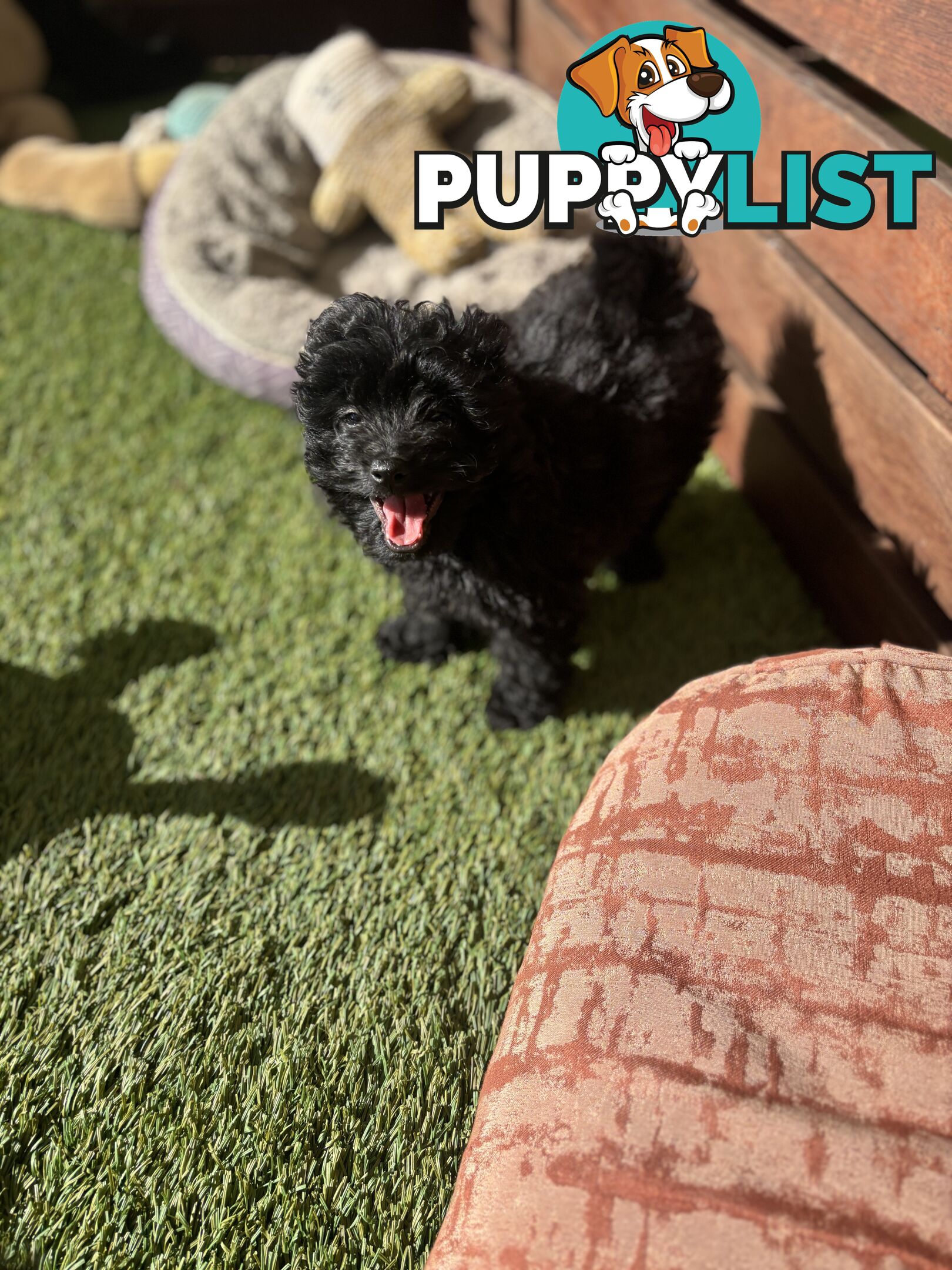 Toy Pomapoo Puppies!