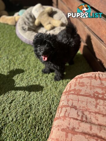 Toy Pomapoo Puppies!