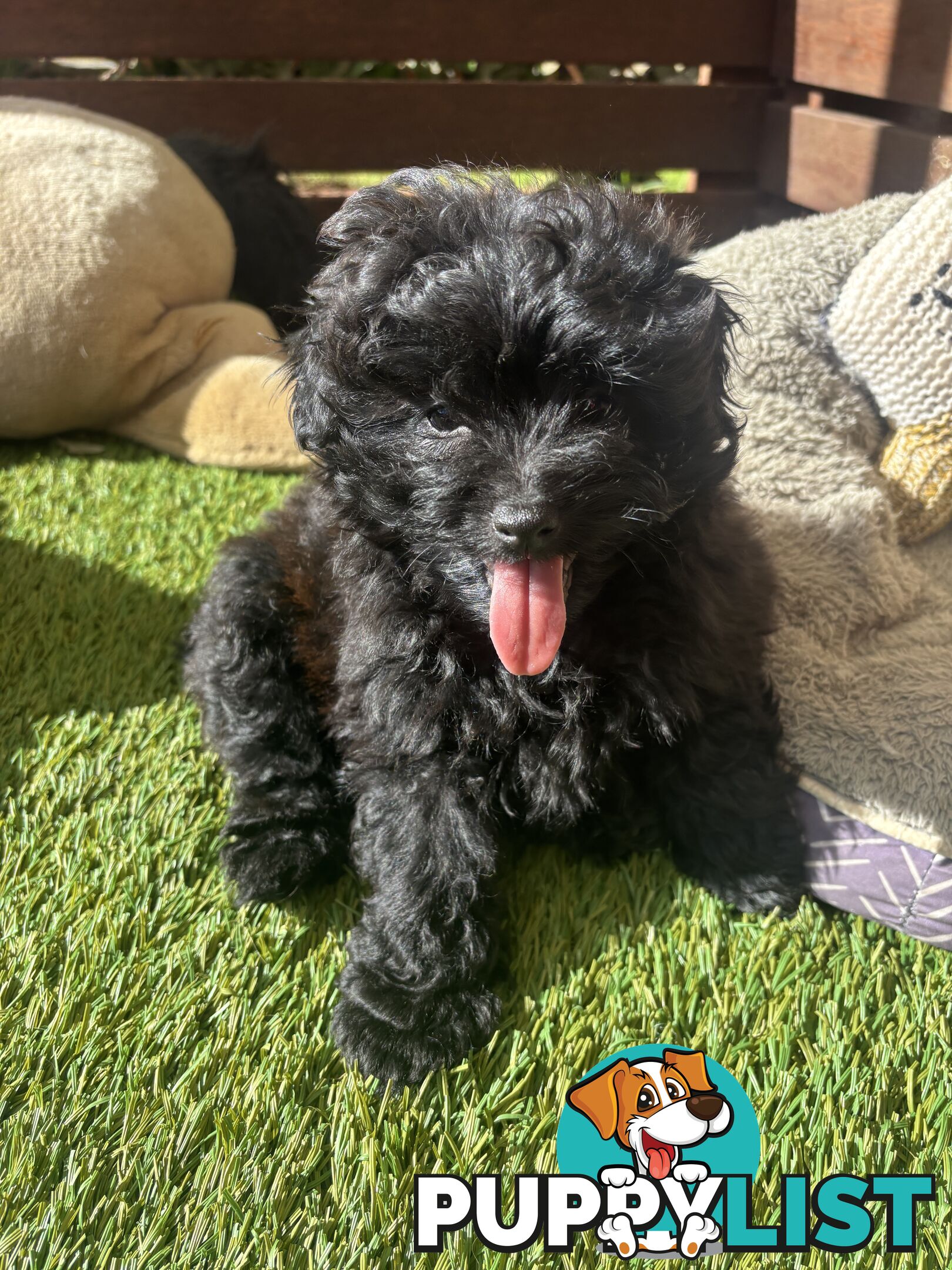Toy Pomapoo Puppies!