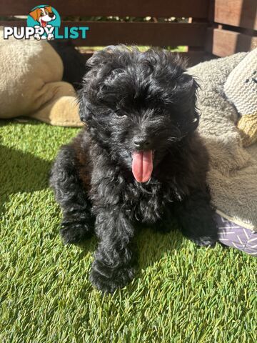 Toy Pomapoo Puppies!