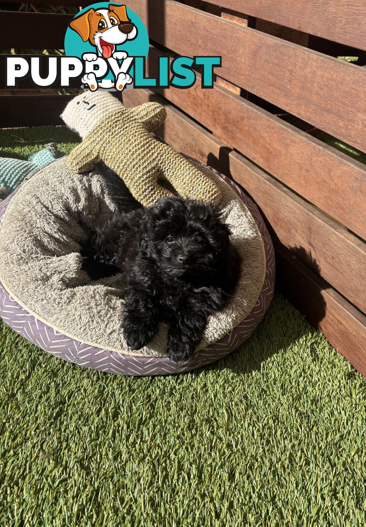 Toy Pomapoo Puppies!