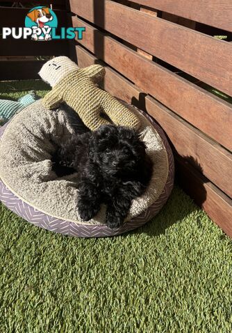 Toy Pomapoo Puppies!