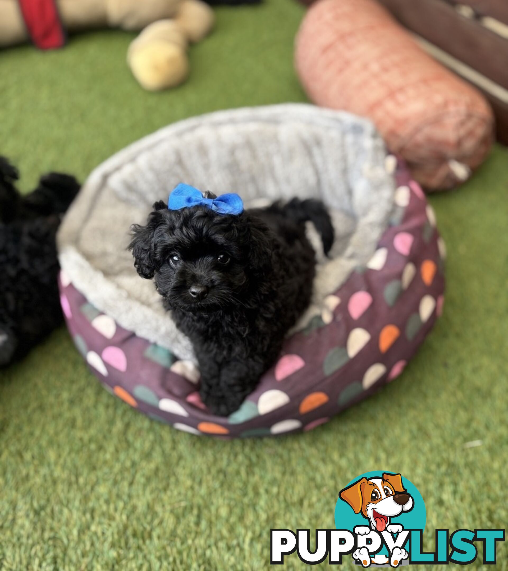 Toy Pomapoo Puppies!