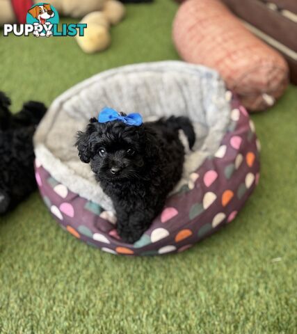 Toy Pomapoo Puppies!