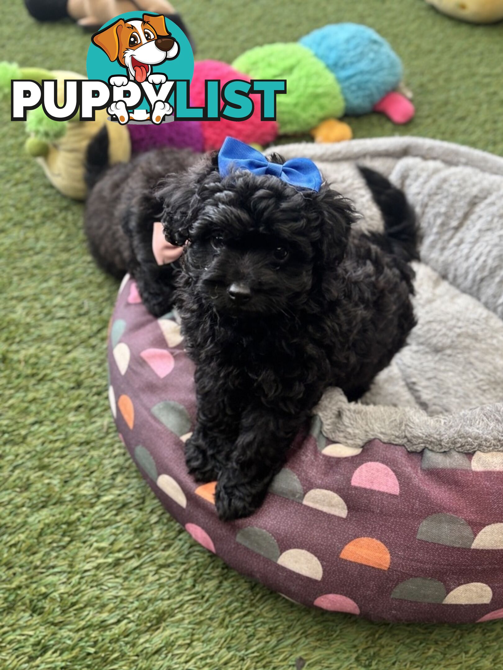 Toy Pomapoo Puppies!