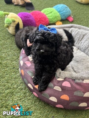 Toy Pomapoo Puppies!