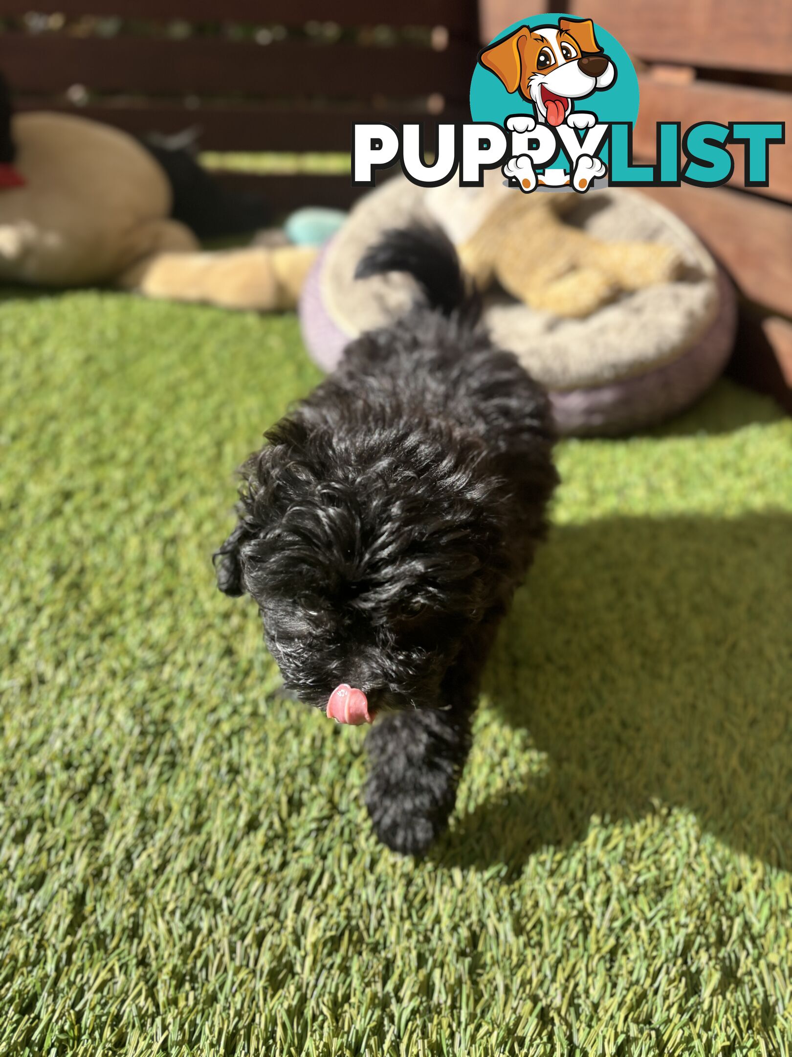 Toy Pomapoo Puppies!