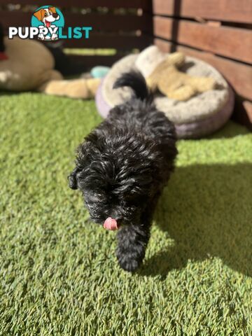 Toy Pomapoo Puppies!