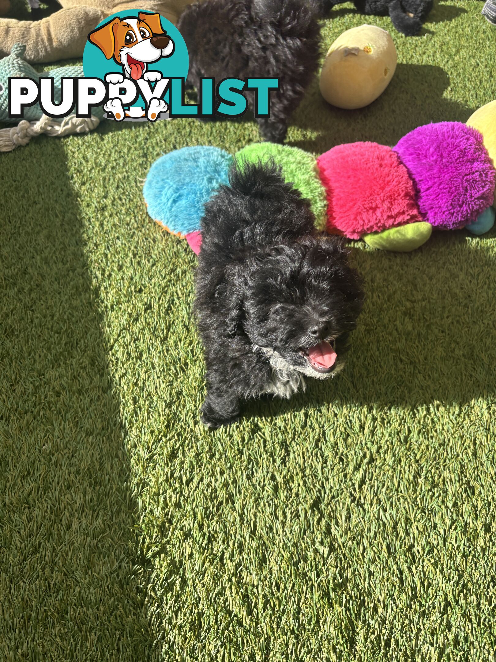 Toy Pomapoo Puppies!