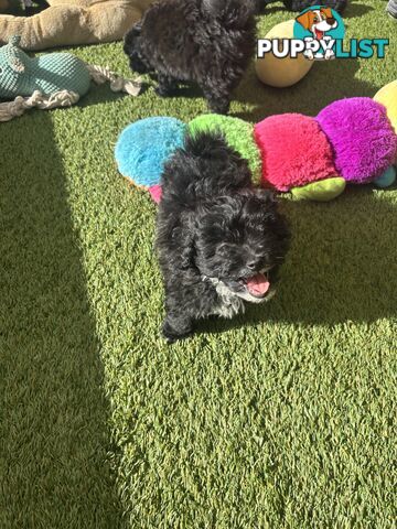 Toy Pomapoo Puppies!