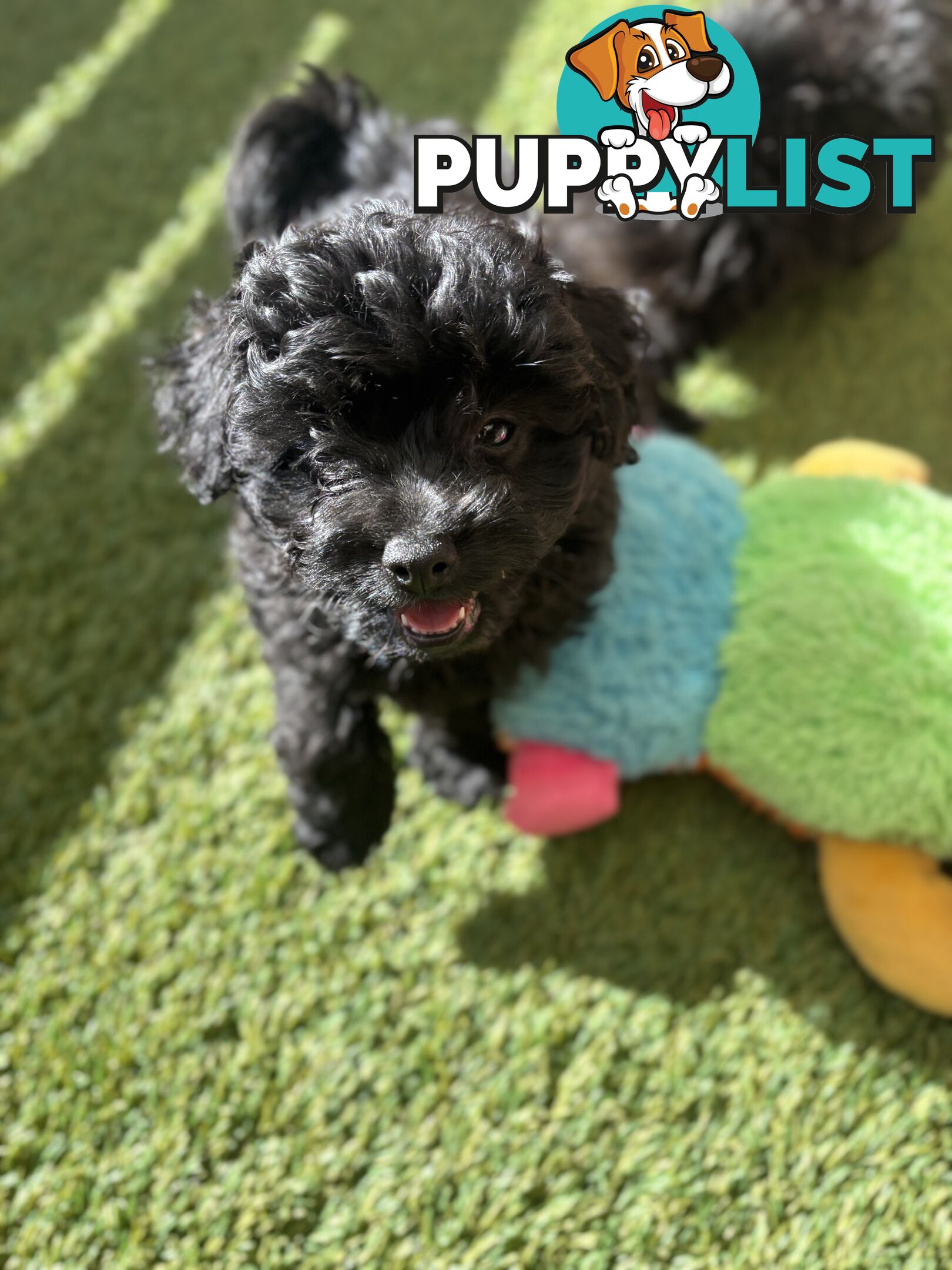 Toy Pomapoo Puppies!