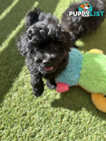Toy Pomapoo Puppies!