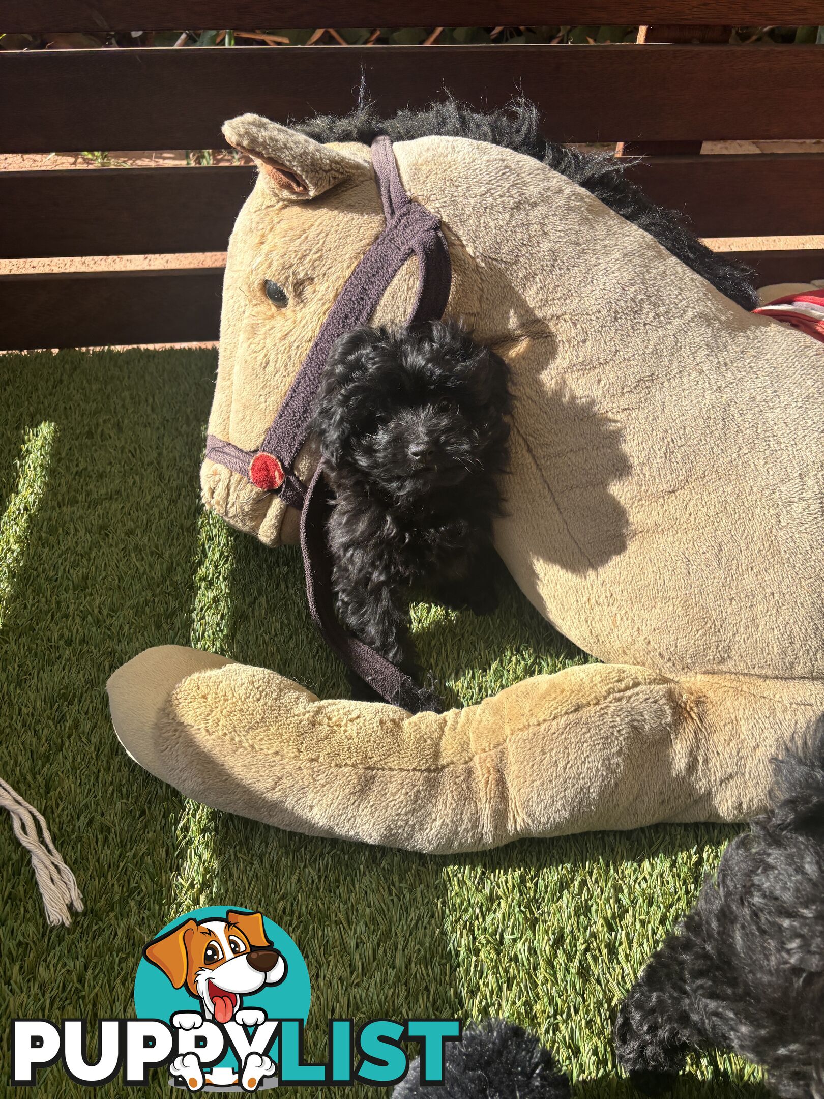 Toy Pomapoo Puppies!