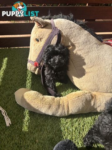 Toy Pomapoo Puppies!