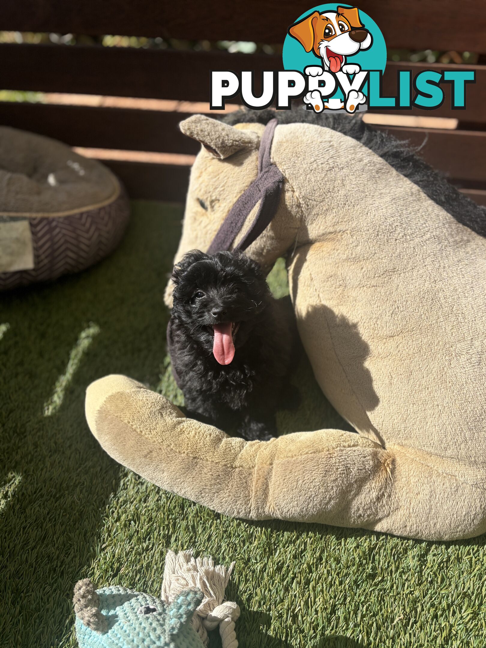Toy Pomapoo Puppies!