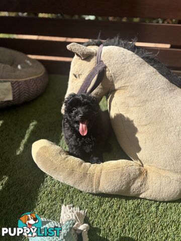 Toy Pomapoo Puppies!