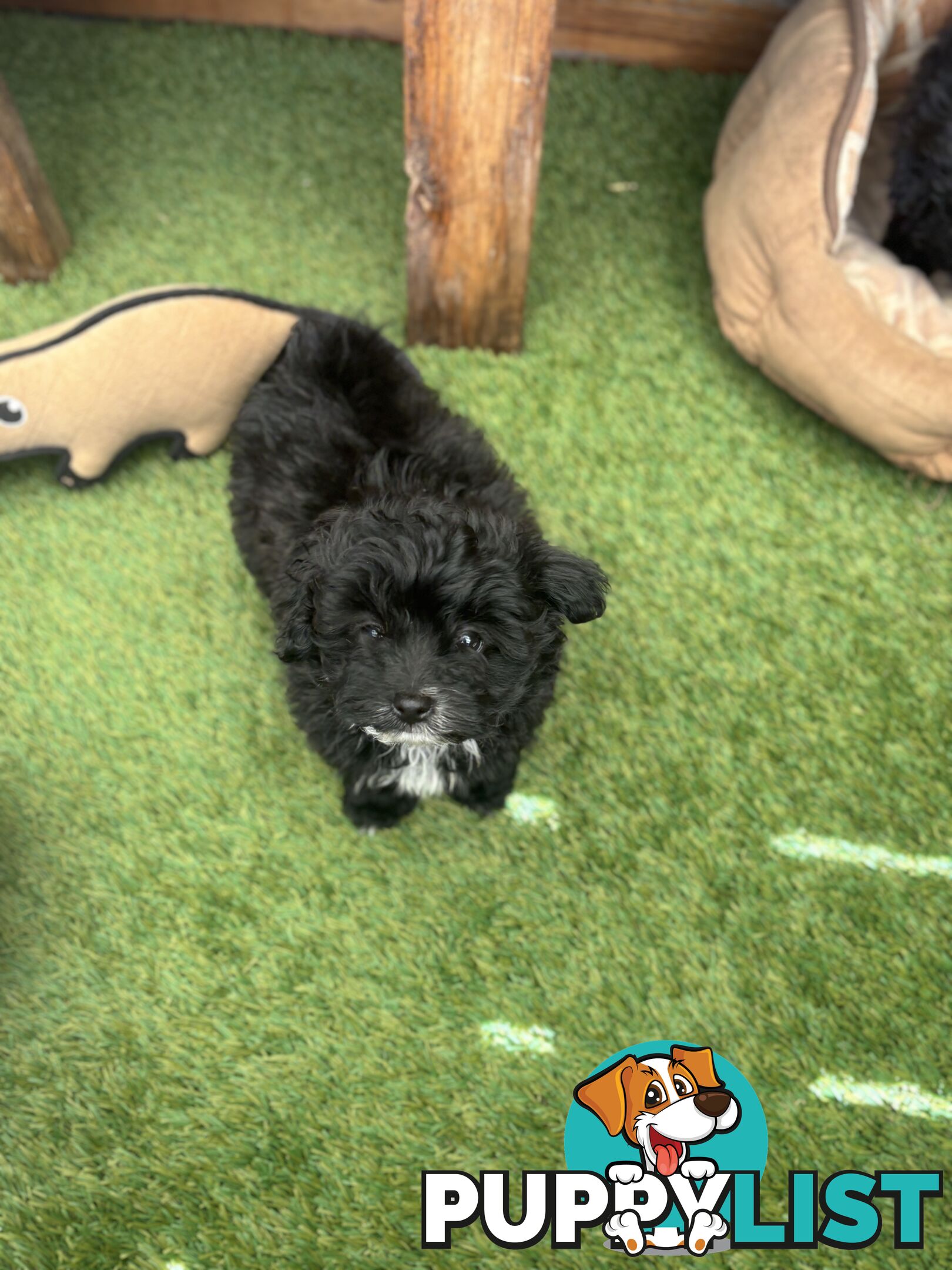 Toy Pomapoo Puppies!