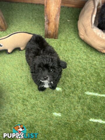 Toy Pomapoo Puppies!